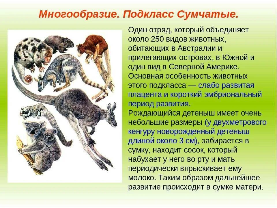Урок многообразие и значение животных