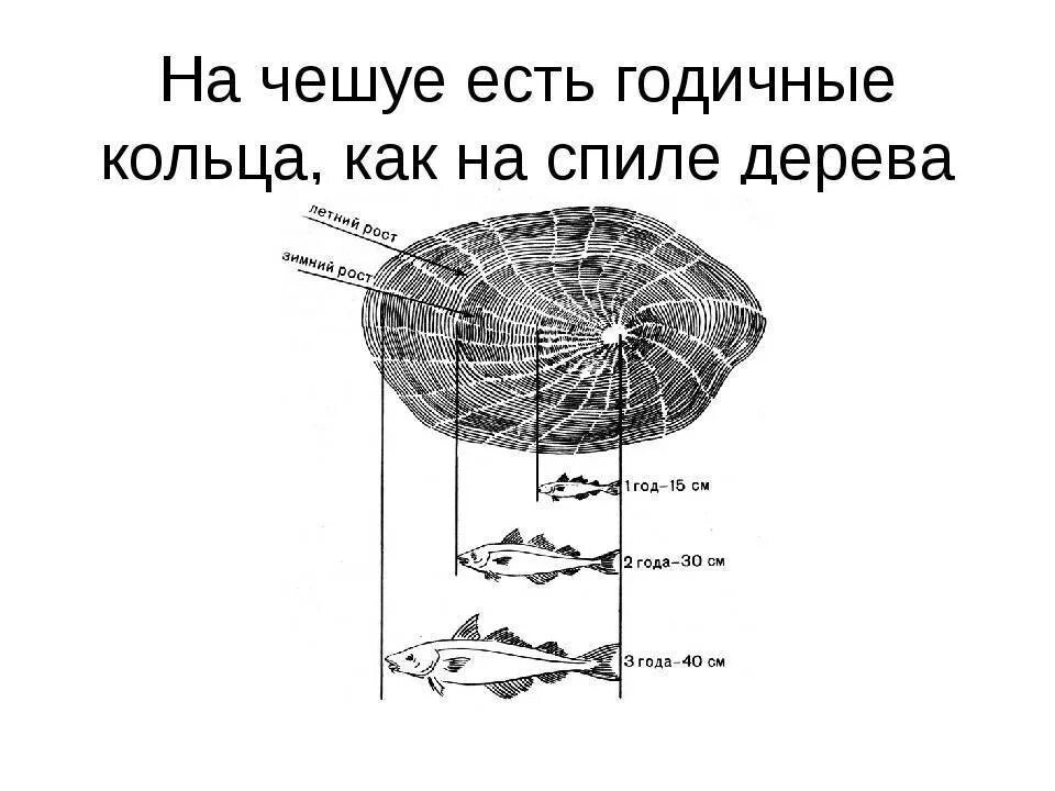 Как определить возраст рыбы по чешуе. Годичные кольца на чешуе рыбы. возраст рыбы по чешуе. чешуя с годичными кольцами.