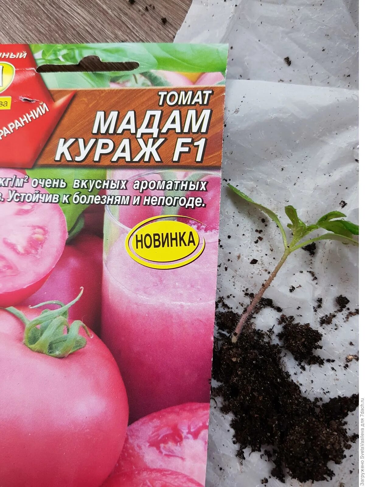 Помидоры сорт кураж. Томат мадам помпадур f1. томат мадам кураж ф 1. мадам кураж сорт помидоров.