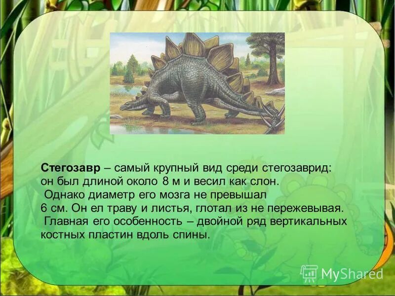 Стегозавр книга. Стегозавр книга