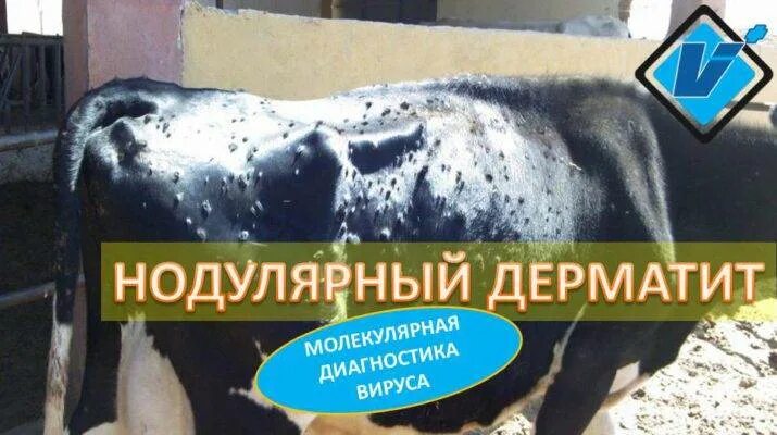 Узелковый дерматит как лечить. Нодулярный дерматит у лошадей. нодулярный дерматит у коров. узелковый дерматит крупного рогатого. узелковый дерматит крупного рогатого скота.