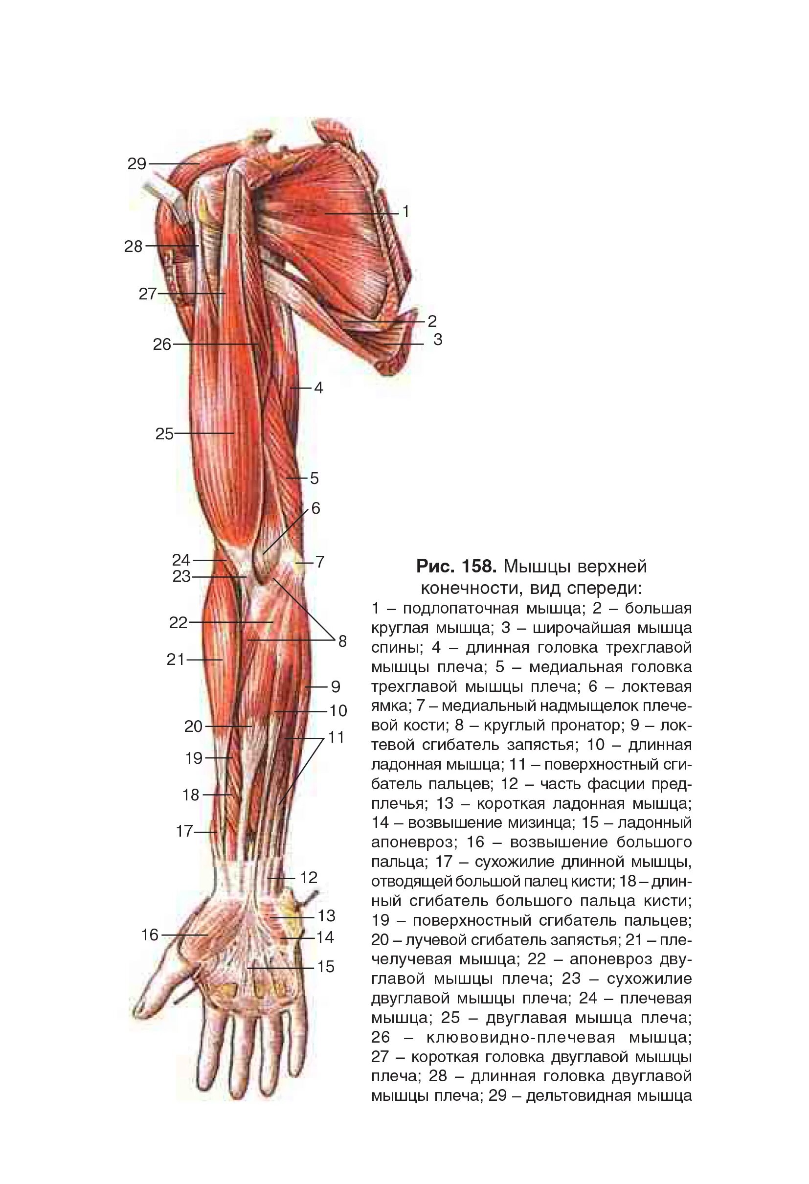 Мышцы руки анатомия человека. Мышцы верхней конечности вид спереди. Анатомия руки человека кости и мышцы. Мышцы верхних конечностей анатомия рисунок.