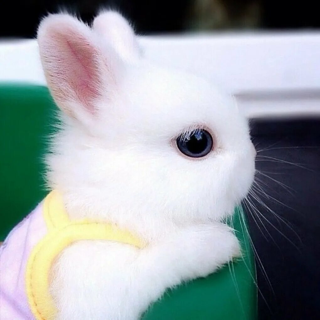Кролик аватарка. Карликовый хотот. Хотот кролик декоративный. Красивый зайчик. Самый милый кролик.