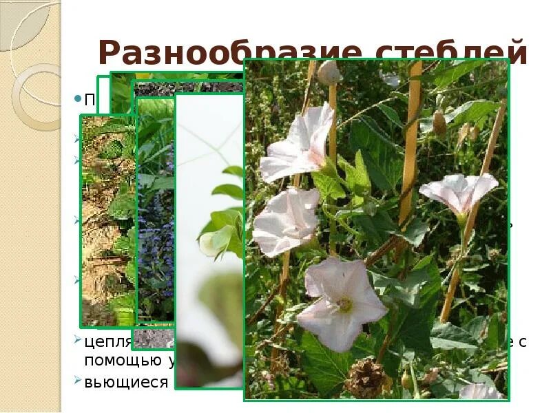 Разнообразие стеблей презентация. Разнообразие стеблей. лежачий стебель. вьющийся стебель функции. фото разнообразие стеблей.