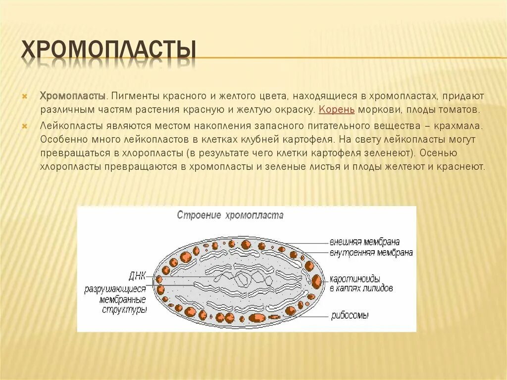 Что такое хромопласты 5 класс. Строение хромопласта томата. хромопласты строение и функции рисунок. структура клетки хромопласты. хромопласты строение и функции.