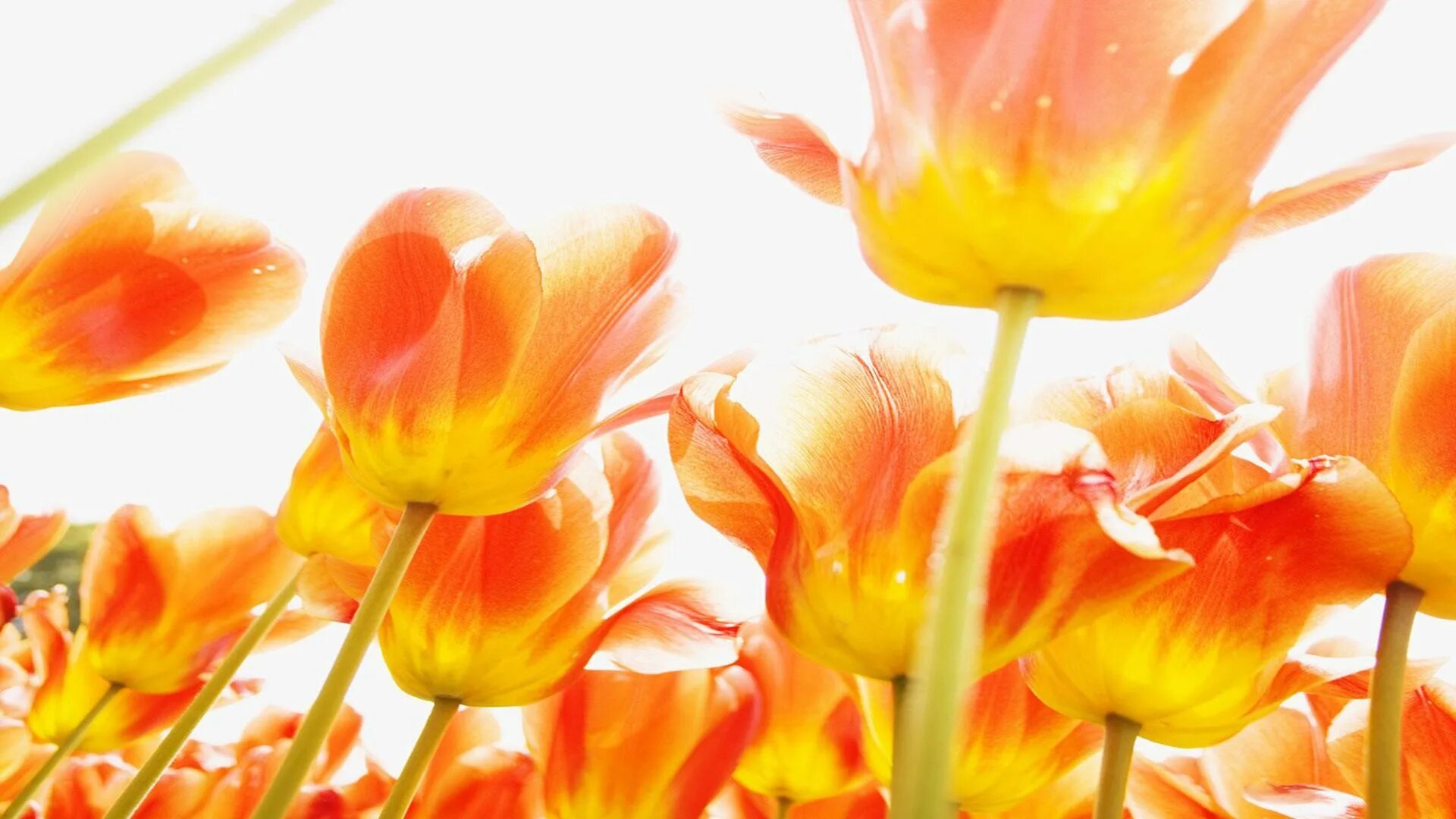 Тюльпаны заставка на телефон вертикальные. Оранжевые цветы. Яркие цветы. Красивые оранжевые цветы. Оранжевые тюльпаны.