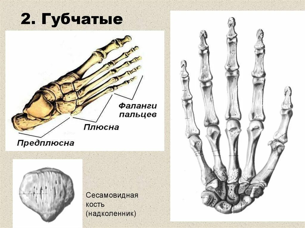 Фаланги пальца тип соединения. Кости плюсны и предплюсны. Строение стопы сесамовидные кости. Кости стопы предплюсна плюсна фаланги. Предплюсна губчатая кость.