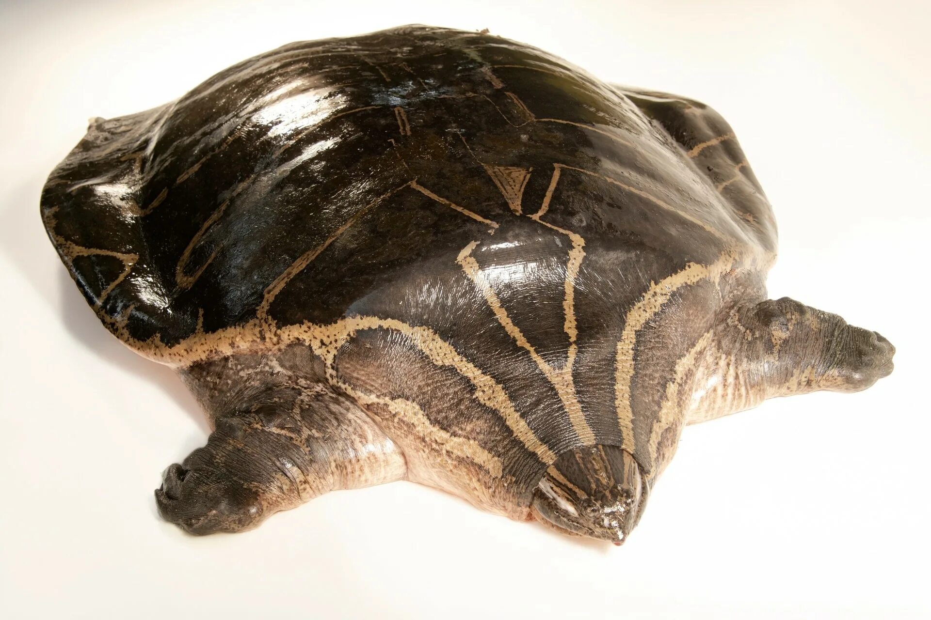 Left turtle. Черепахи Читра. Chitra Chitra (узкоголовая полосатая черепаха).