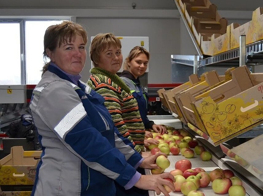 Сортировка сады. Головоломка мемори морковки. Сортировка сады. Сортировка сады. Аэромех сепараторы сад.