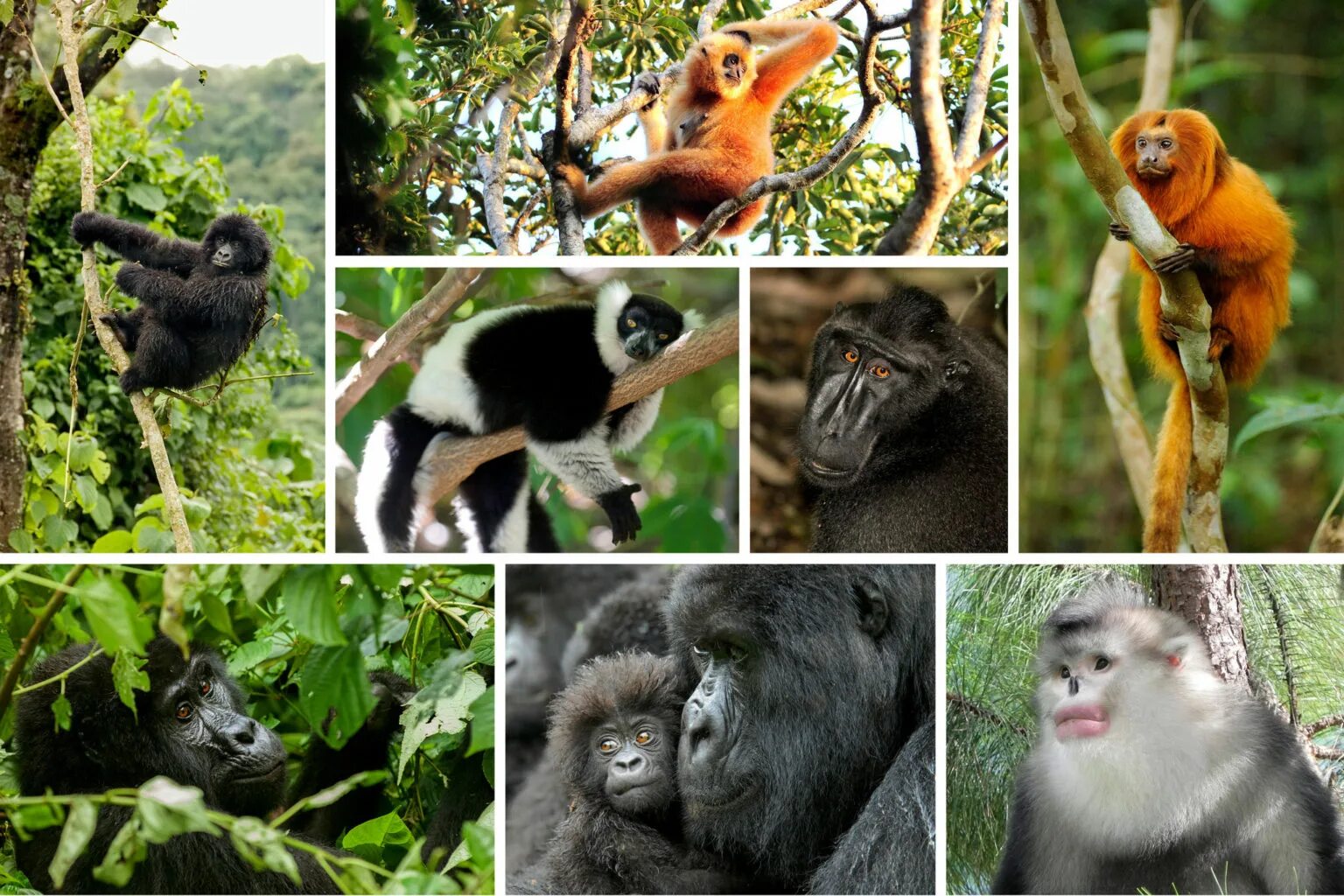 Обезьяны 1 класс. Разнообразие обезьян. Несколько видов обезьян. Разнообразие приматов. Многообразие видов обезьян.