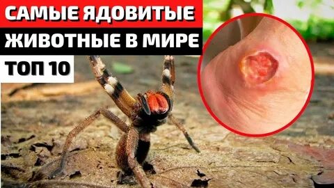 Самый опасный яд