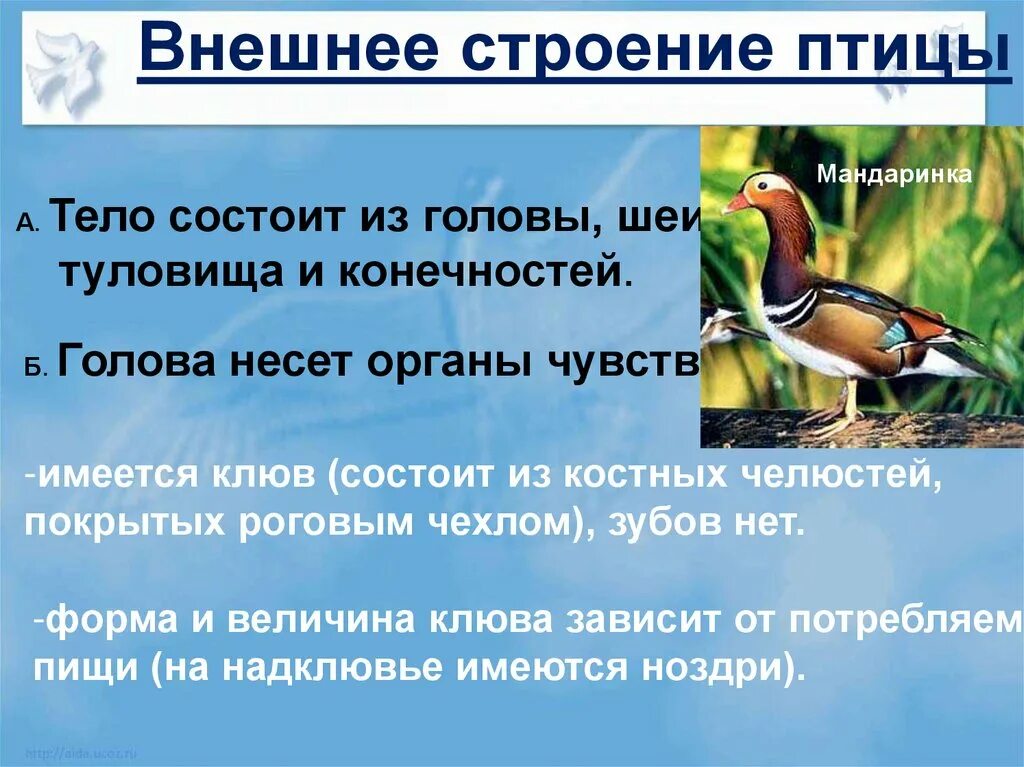 Особенности внешнего строения птиц 7 класс. Внешнее строение птиц. особенности внешнего строения птиц. строение птицы 7 класс. внешнее строение птиц таблица.