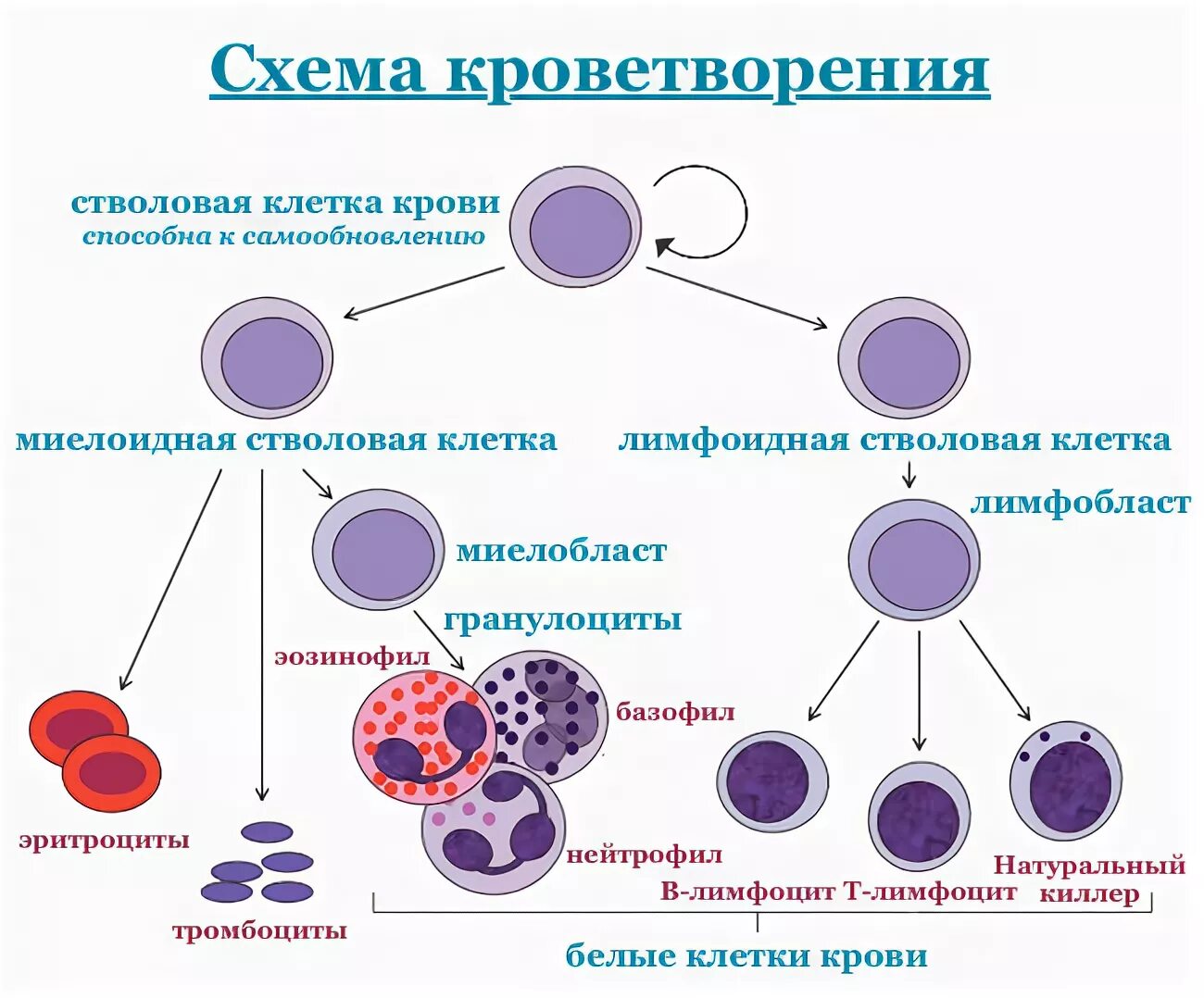 Кровь дифференцировка. Гемопоэз схема кроветворения. Схема кроветворения гранулоциты. Схема кроветворения в костном мозге. Схема кроветворения стволовая клетка.