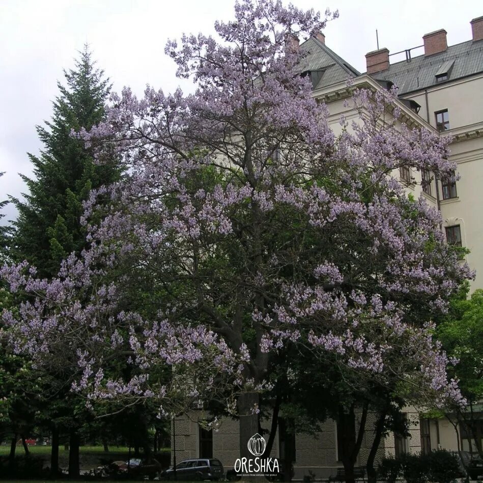 Императорское дерево павловния. Павловния фаргеза. Павловния войлочная растение. Семена павловнии войлочной. Павлония войлочная адамово дерево.