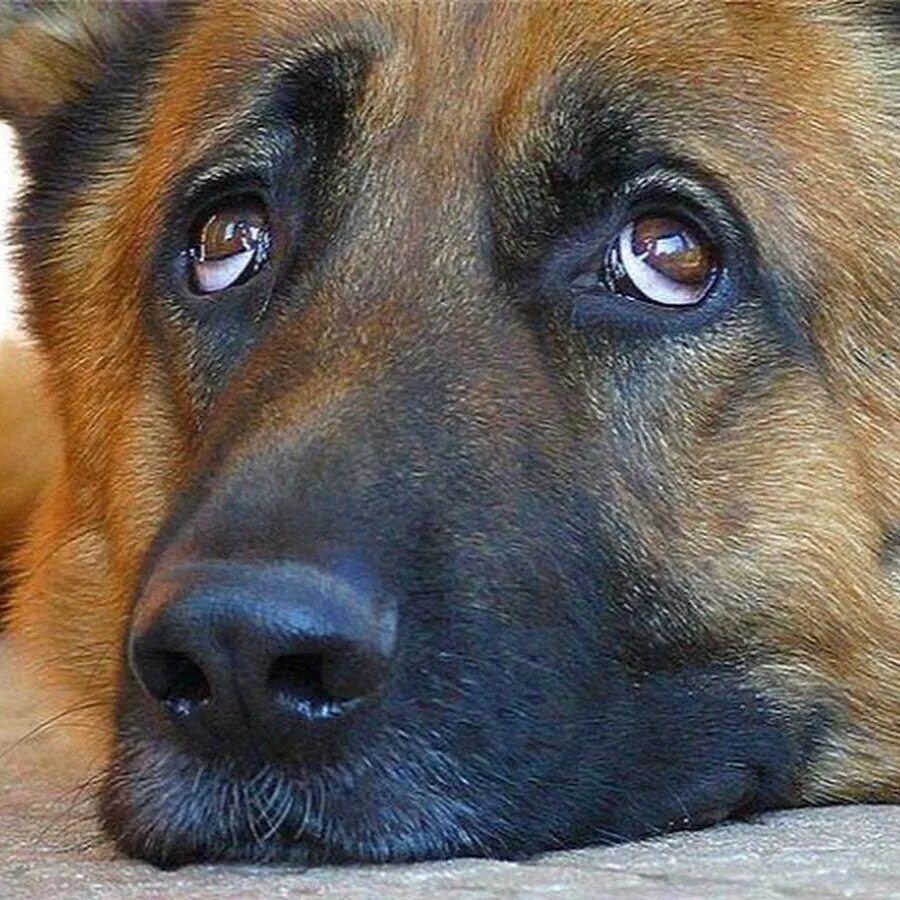 Текст песни это знает всякий. Песня преданные собаки. Глаза овчарки крупным планом. Человек с собакой. Песня преданные собаки.