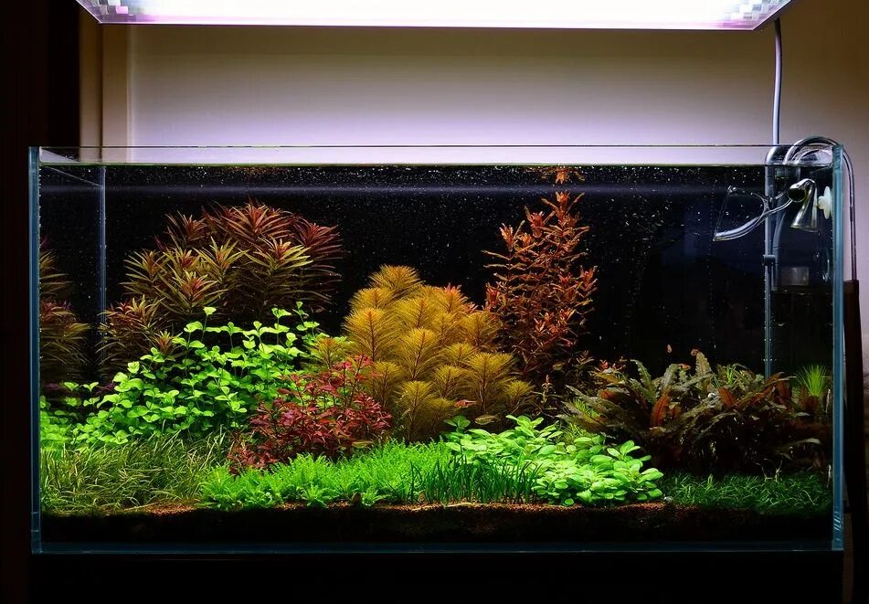 AquaScaping Para Principiantes ჱ Guía 2023 ▷ Acuario3web Aquascape, Planted aqua