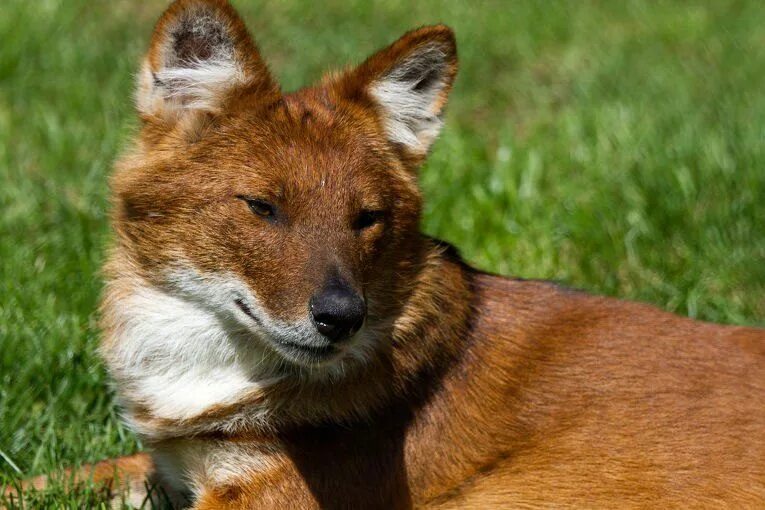 красный волк два. красный (горный) волк или cuon alpinus. тянь-шанский красный волк. моголлонский горный волк. красный горный волк.