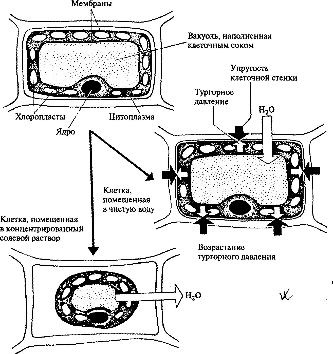 Тургорное давление структура клетки. Структура клетки в тургорном давлении. Вакуоль тургорное давление. Вакуоли с клеточным соком. Клеточный сок содержимое вакуоли