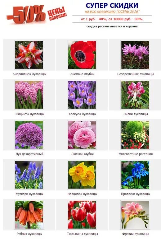 Мускари многолетние луковичные. Весенние цветы луковичные гиацинт. Гиацинт росток. Гиацинт крокус ,рябчик. Каталоги луковичных цветов.