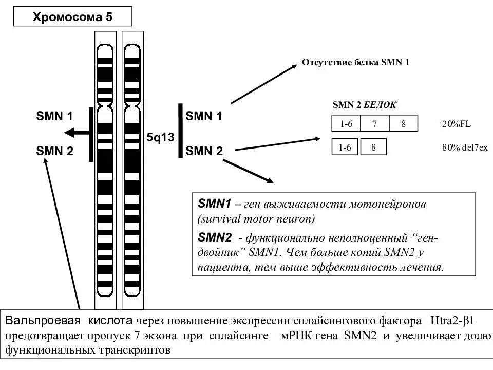 Анализ наличия экзона 7 генов smn1/smn2. 5 Хромосома. Хромосомы человека. Экзон 7 Гена smn1. Мужская хромосома 5