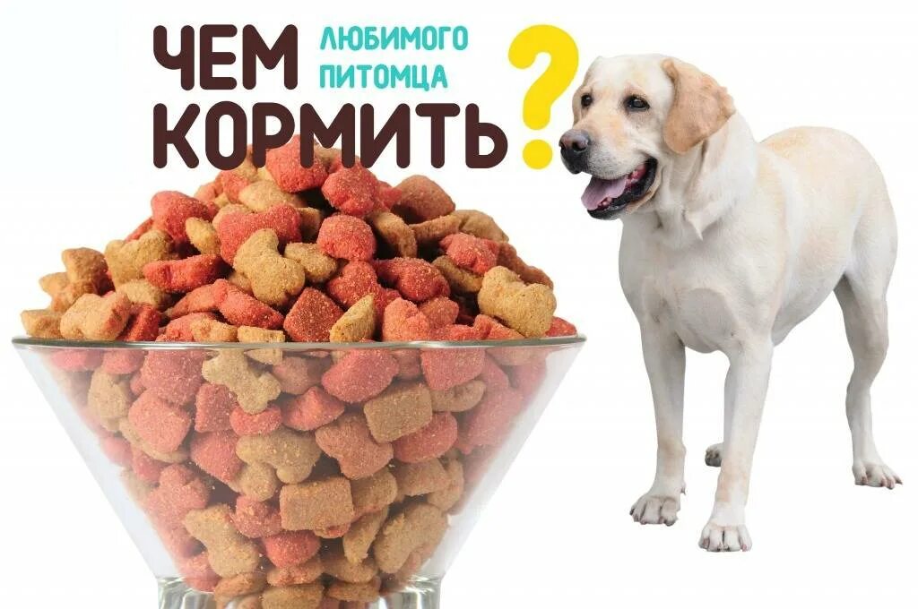 Подобрать корм. Корма для лабрадора. натуральное питание для собак лабрадоров. натуральная пища для лабрадоров. лабрадор питание.