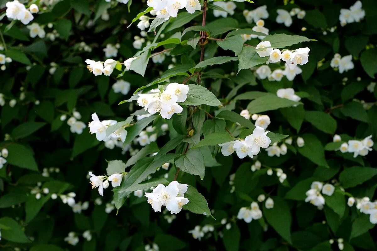 чубушник starbright. чубушник венечный латынь. жасмин кустарник чубушник. чубушник тонколистный. чубушник венечный (philadelphus coronarius).