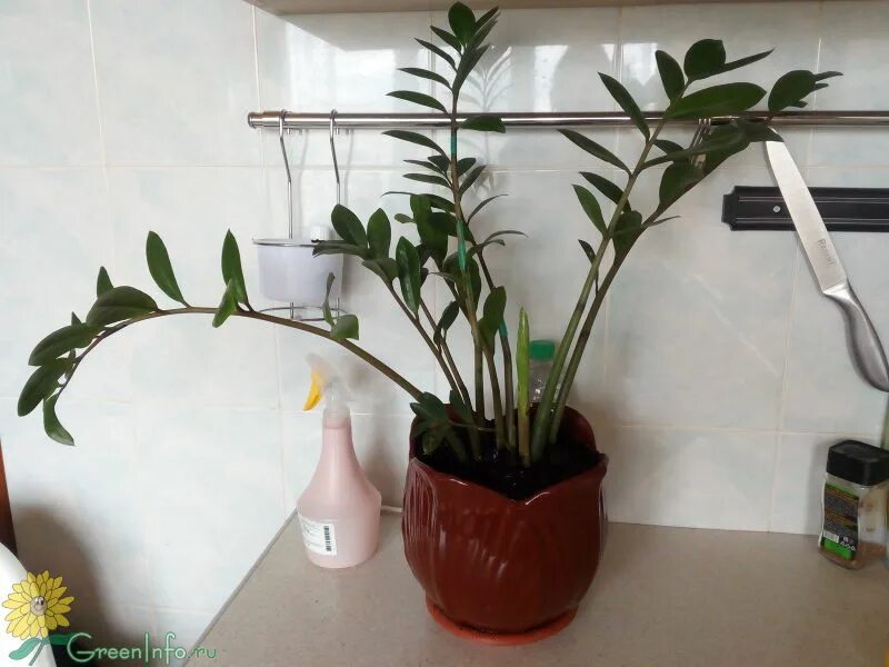 Замиокулькас грин эмеральд. Замиокулькас черенок. Замиокулькас грунт. Замиокулькас какую готовую землю. Замиокулькас какую готовую землю.