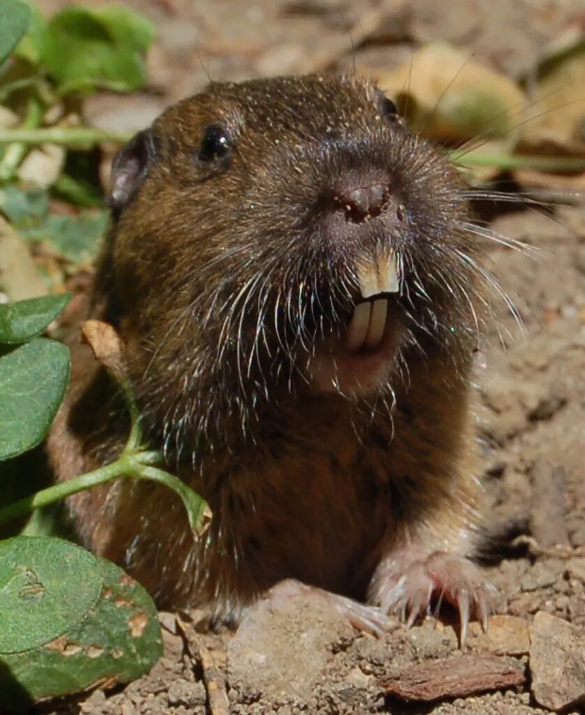 Гофер ботта. Гофер зверь. Гоферовые geomyidae. Гоферовые geomyidae. Гофер буллера.