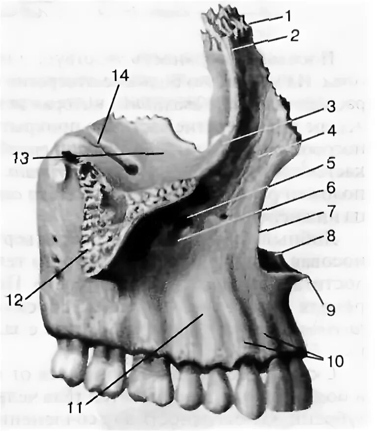 Клыковая ямка. Клыковая ямка верхней челюсти. Верхняя челюсть сбоку. Лобный отросток верхней челюсти. Верхняя челюсть анатомия.