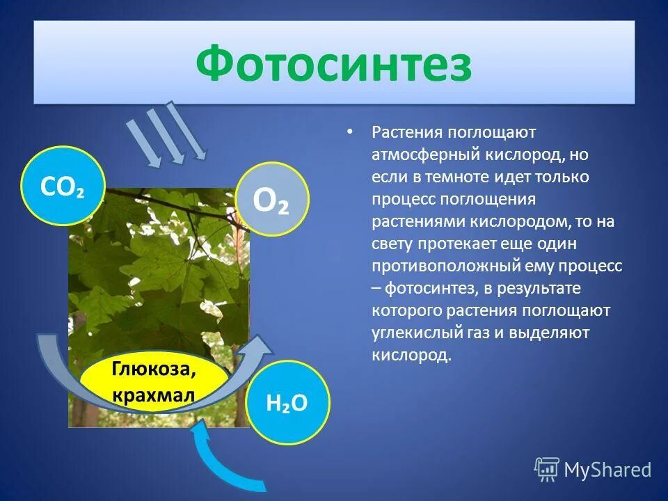 Растения на свету поглощают кислород или нет. Фотосинтез. Поглощение углекислого газа растениями. Растения поглощают углекислый ГАЗ. Поглощение выделение кислорода в растении.