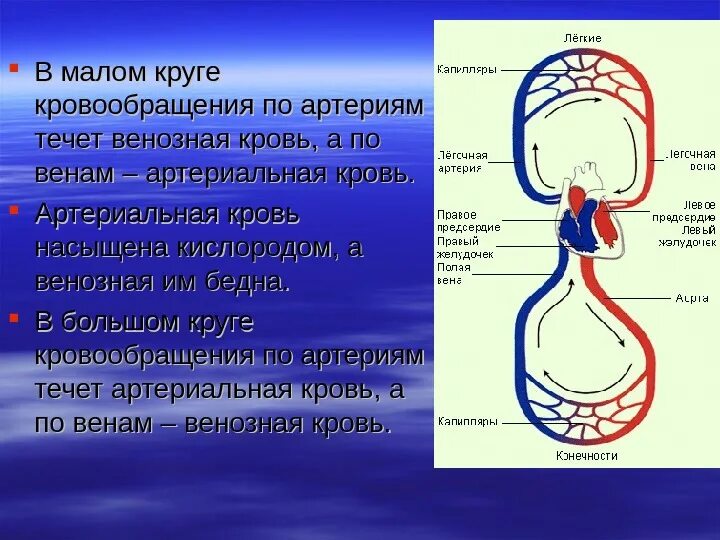 Участие в кровообращении. Круги кровообращения артериальная и венозная кровь. Венозная кровь насыщена кислородом. Малый круг кровообращения венозная кровь. Большой круг кровообращения сосуды большого круга кровообращения.