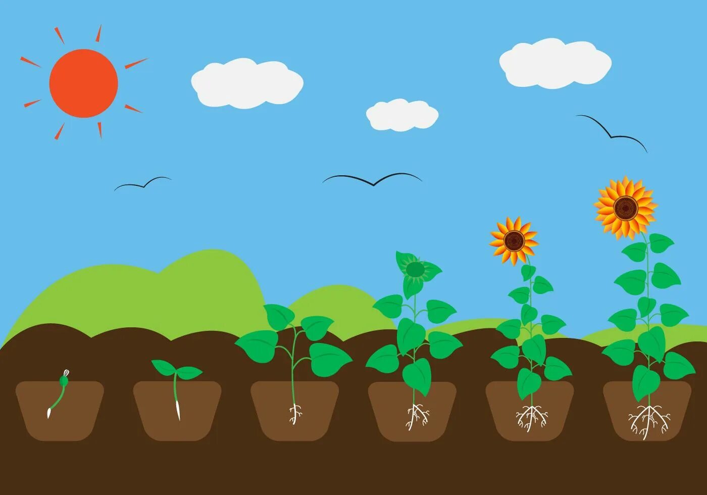 Этапы оста. Рост растений. Стадии роста растений. Последовательность роста растений. Рост растений для дошкольников.