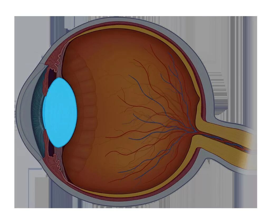 Система глазок. Хрусталик глаза. Оптическая система глаза. Хрусталик человеческого глаза. Клетки хрусталика глаза.