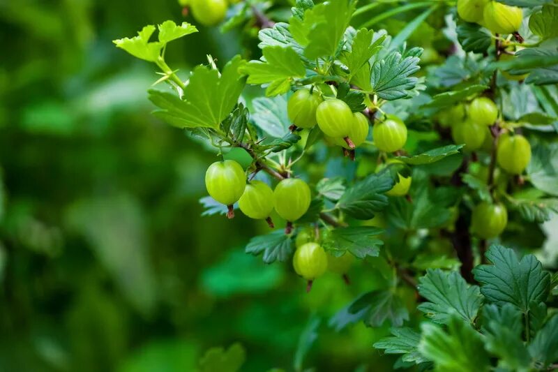 Кустарник смородина крыжовник. Крыжовник куст. Лесной крыжовник. Крыжовник отклоненный. Крыжовник обыкновенный кустарники.