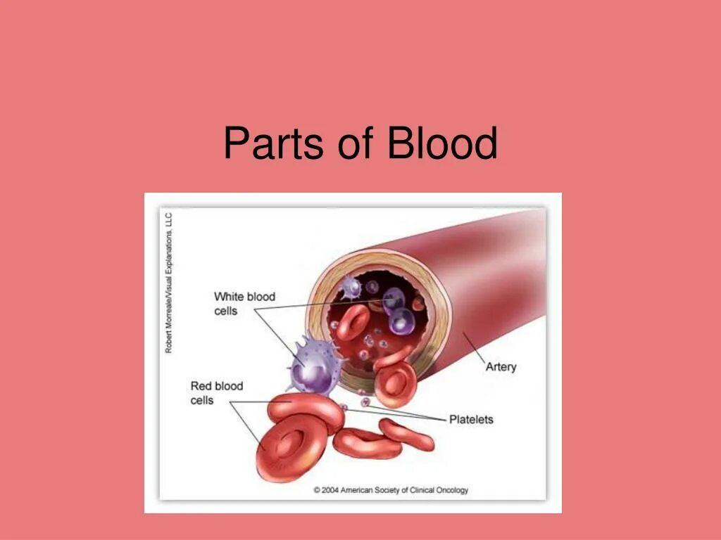 Как по английски кровь. Blood Parts include. Blood is a Part of.