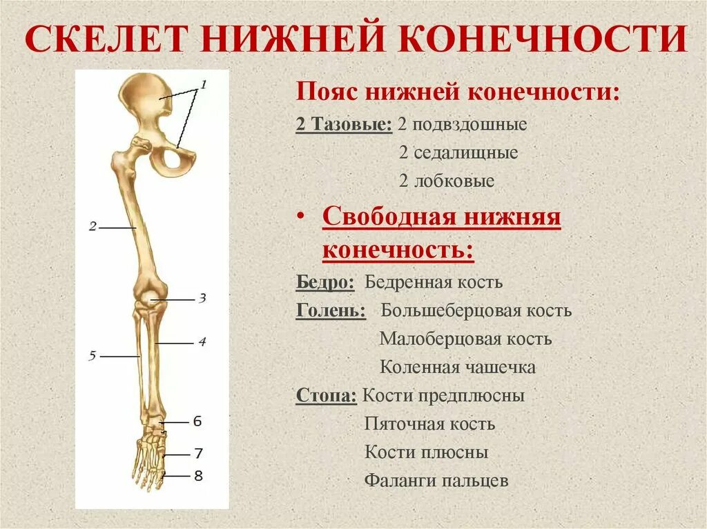 Какими костями образована вилочка. Скелет нижних конечностей. Кости нижней конечности. Скелелет нижней конечности. Пояс нижних конечностей человека.