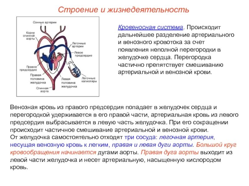 Желудочек сердца имеет неполную перегородку. Пресмыкающиеся полное разделение артериальной и венозной крови. кровеносная система венозная и артериальная кровь. строение сердца венозная кровь. схема строения кровеносной системы пресмыкающихся.