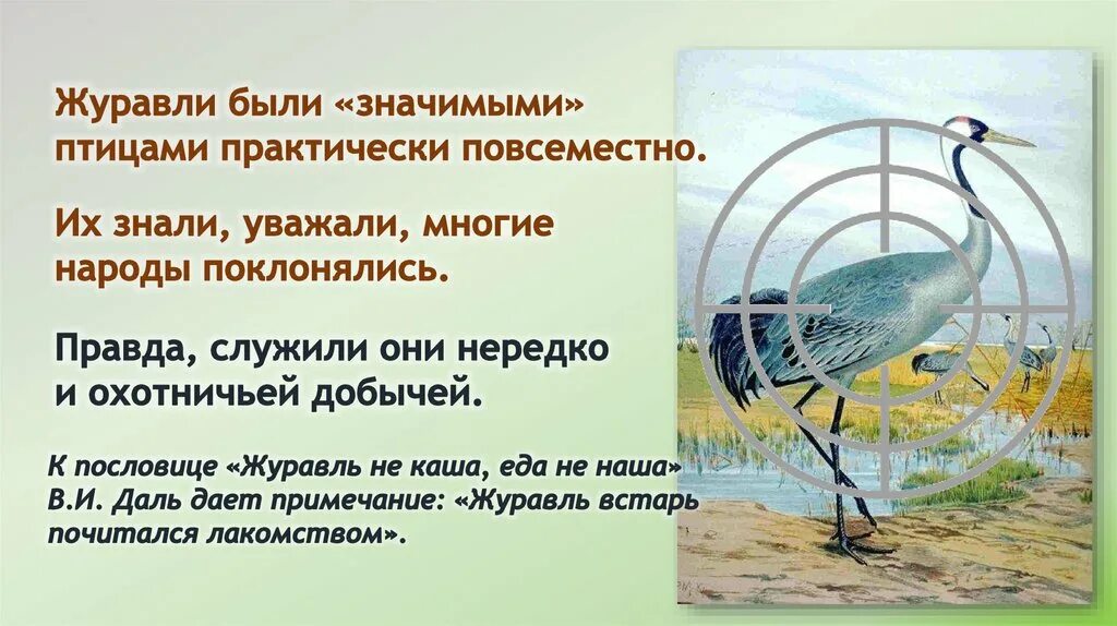 Журавль символ чего в россии. Журавли презентация для детей. Всемирный день журавля. Пословицы про журавля. Журавль птица 2020.