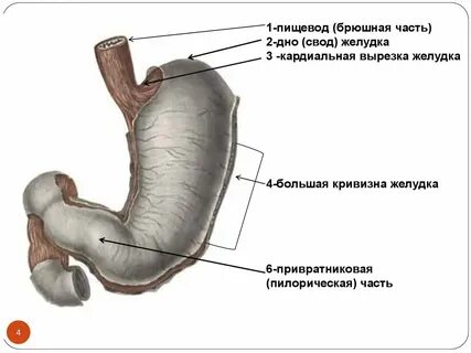Малая кривизна желудка