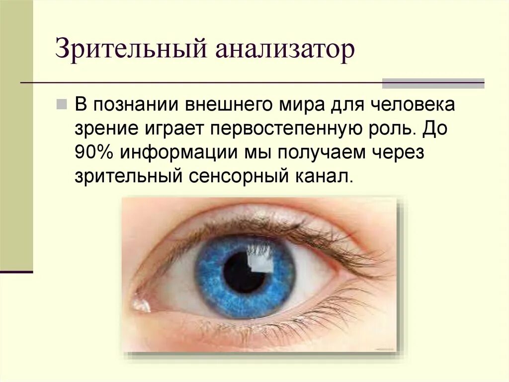 Что такое зрительный анализатор. Описать зрительный анализатор. Анатомия мозга зрительный анализатор. Глазной анализатор строение и функции. Анализаторы человека зрение.