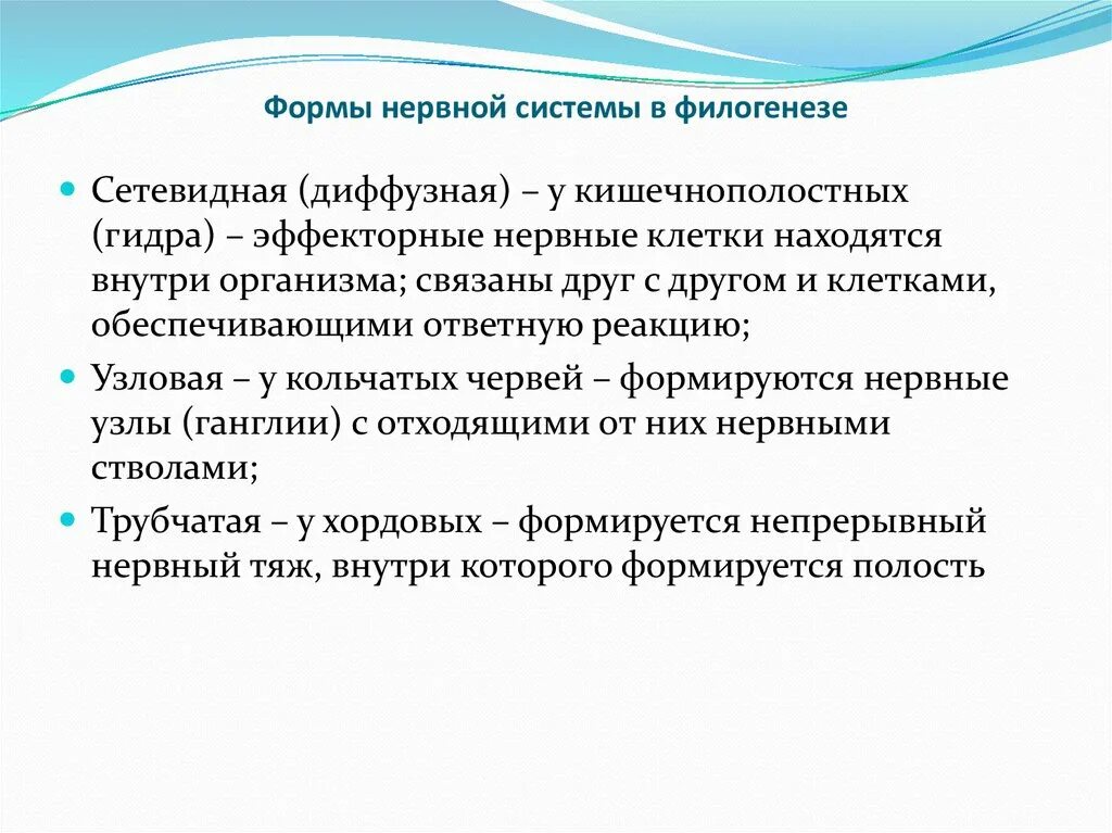 Этапы филогенеза нервной системы. Филогенез ЦНС кратко. Этапы развития нервной системы в филогенезе. Основные этапы филогенеза нервной системы.