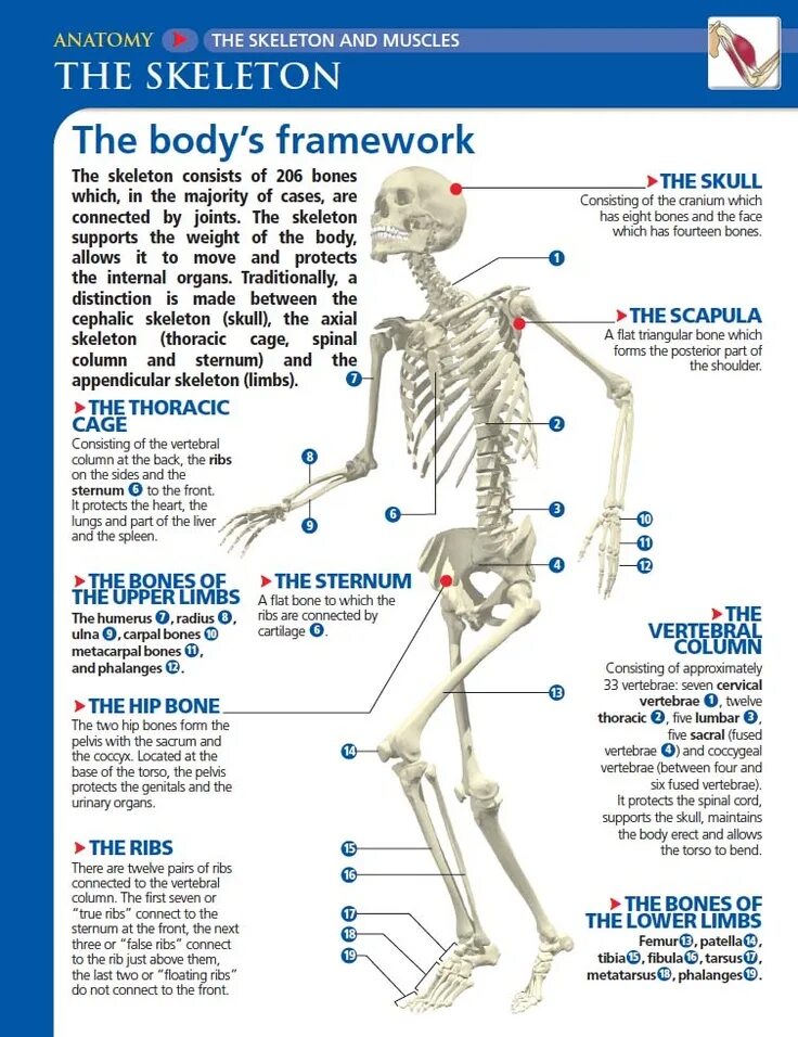 The Skeleton consists of.... 206 Bones. Текст Skeleton the Bones form the Skeleton of the body. Bone connection Anatomy. The bones form