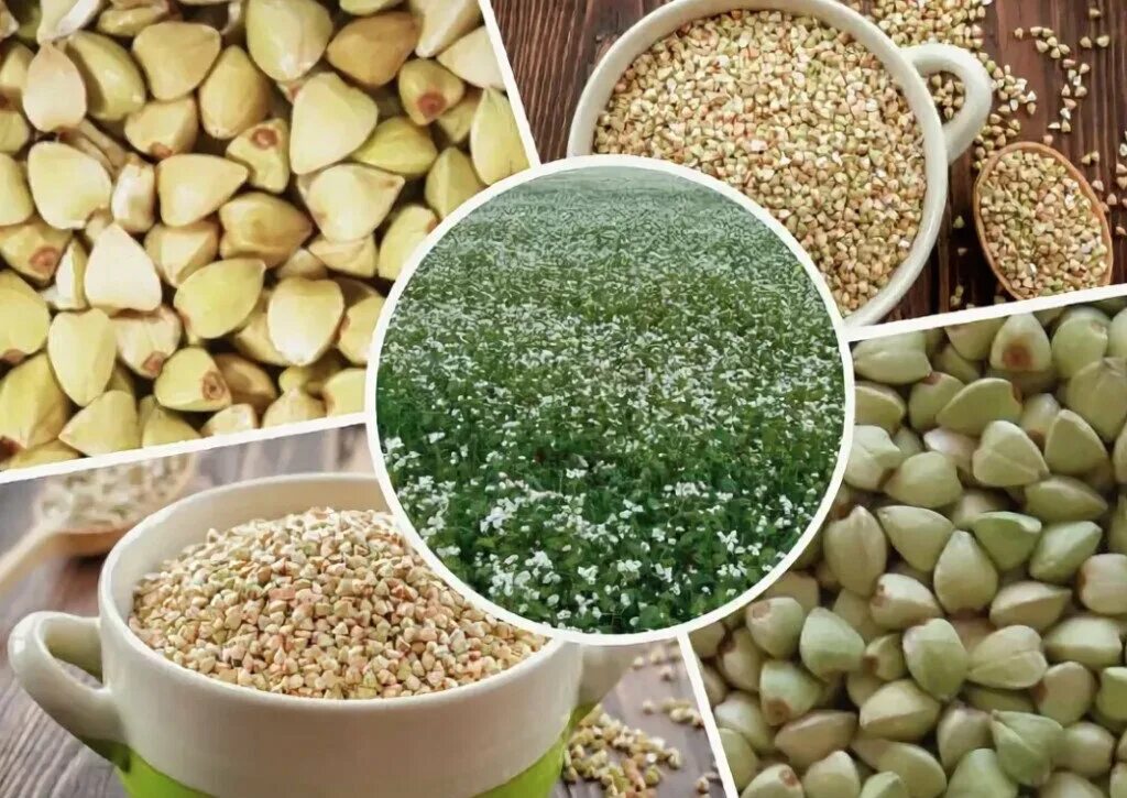 Чем полезна зеленая гречка. Отличие зеленой гречки. Отличие зеленой гречки. Гречиха крупа. Гречка зеленая и коричневая разница.