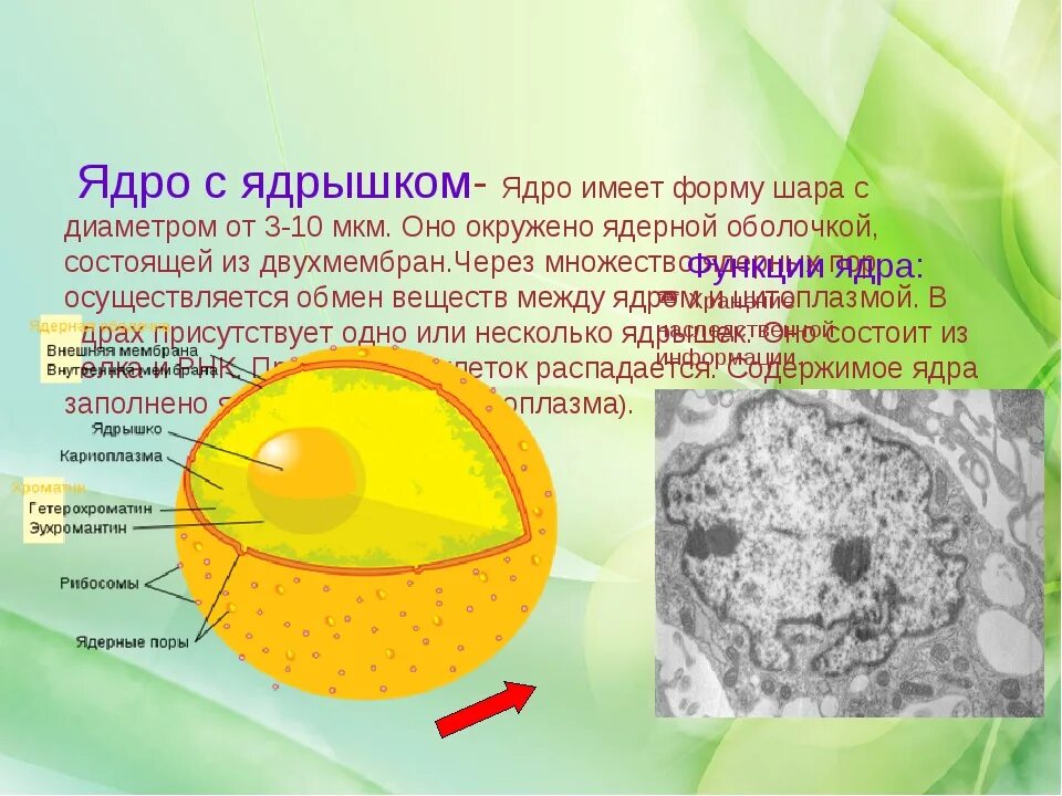 Какую форму имеет ядро. Ядро и ядрышко. ядро окружено ядерной оболочкой. ядро имеет ядрышко. чем окружено ядро в клетке.
