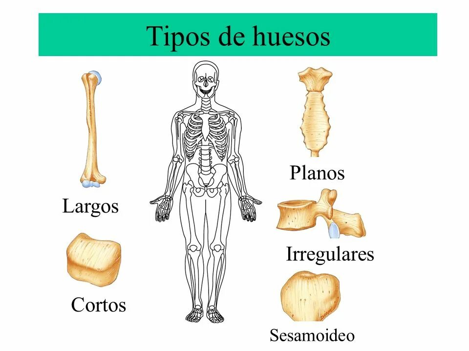 Los huesos. Латинские названия костей. Los huesos. Плоские кости. Huesos перевод.