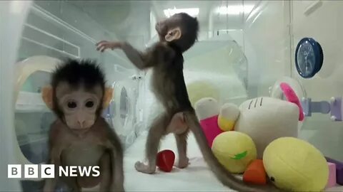 Моя жизнь до психотерапии видео с обезьяной