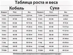 Вес в 5 месяцев таблица Сколько должен весить щенок чихуахуа