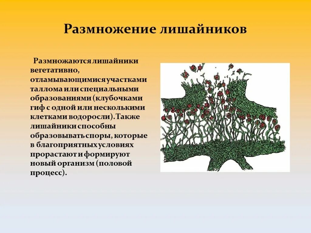 Лишайники 5 класс биология размножение. Биология класс 6 размножение лишайников\. Размножение лишайников 5 класс биология. Бесполое размножение лишайников. Споры лишайника