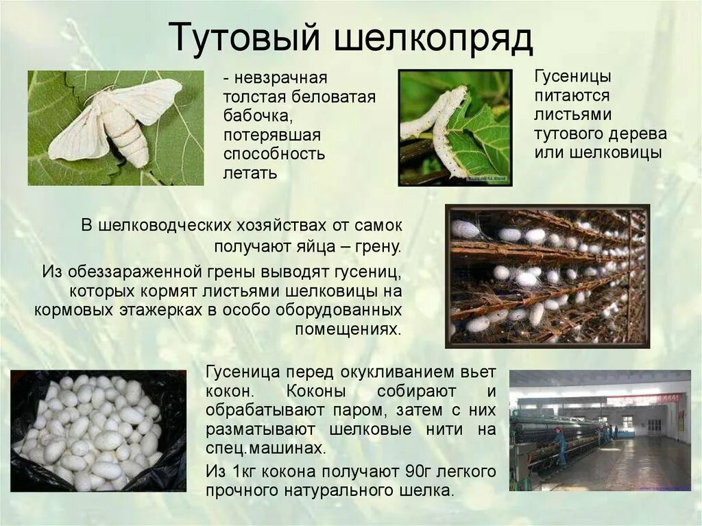 Равнокрылые представители тип развития