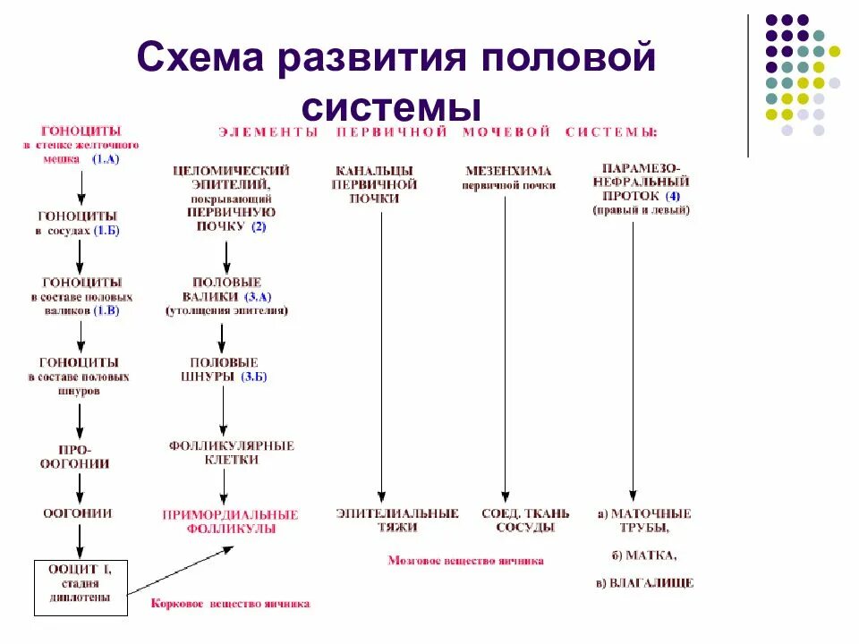 Стадии развития женской половой системы. Стадии полового развития схема. Индифферентная стадия развития женской половой системы. Развитие половой системы схема. Этапы развития женщин